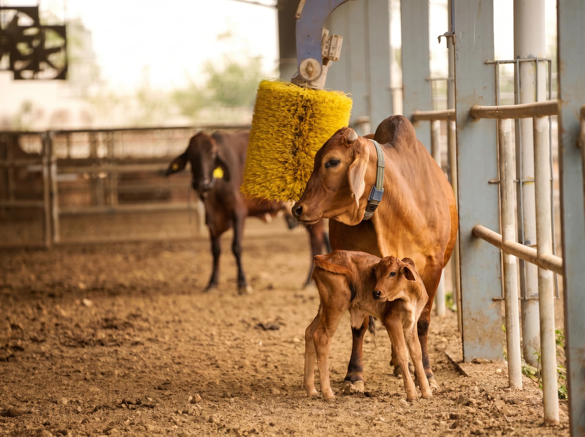 Gir cow with calf at Mittal Dairy Farm